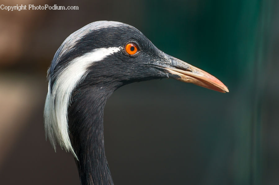 Bird, Crane Bird, Heron, Beak, Head, Portrait