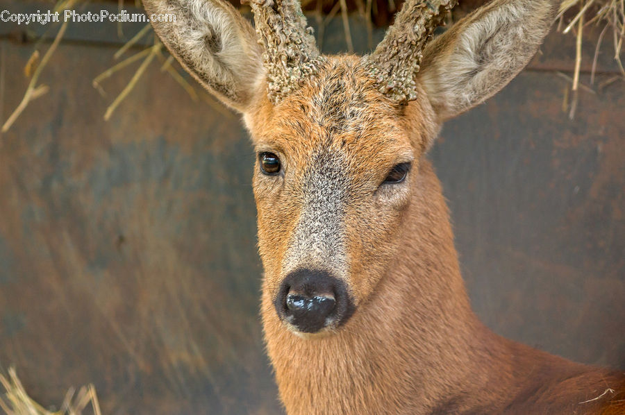 Animal, Bongo, Percussion, Deer, Mammal, Wildlife, Field