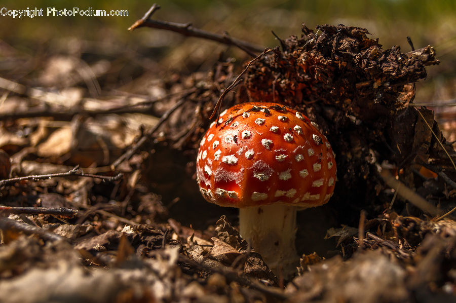 Agaric, Amanita, Fungus, Mushroom, Plant, Ant, Insect