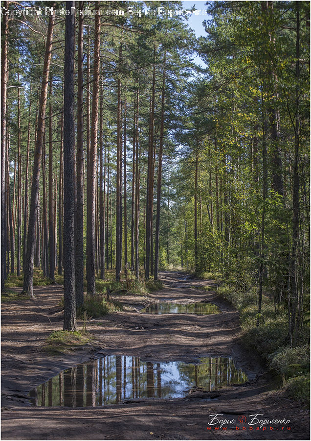 Forest, Vegetation, Conifer, Fir, Plant, Tree, Grove