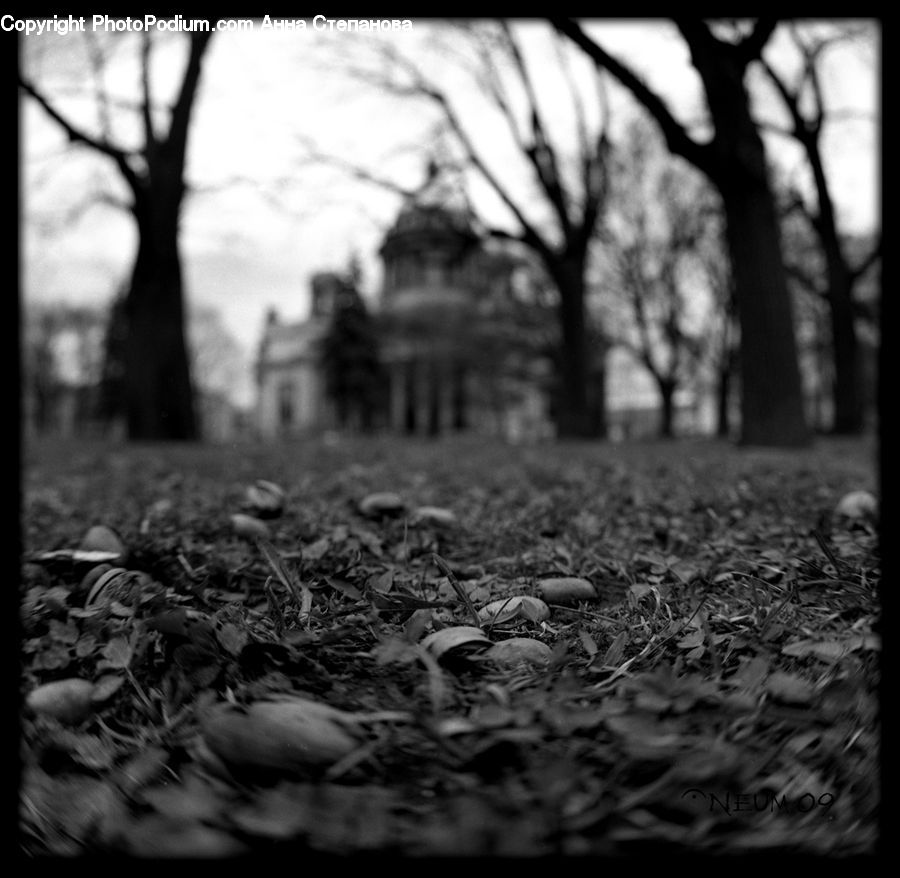 Field, Rubble, Ground, Soil, Oak, Tree, Wood