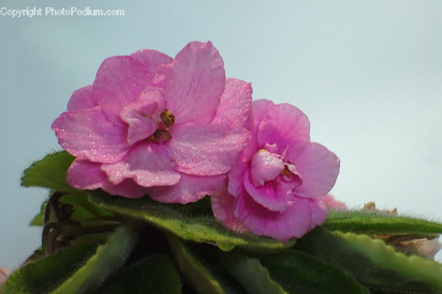 Blossom, Flora, Flower, Plant, Geranium, Cherry Blossom, Carnation