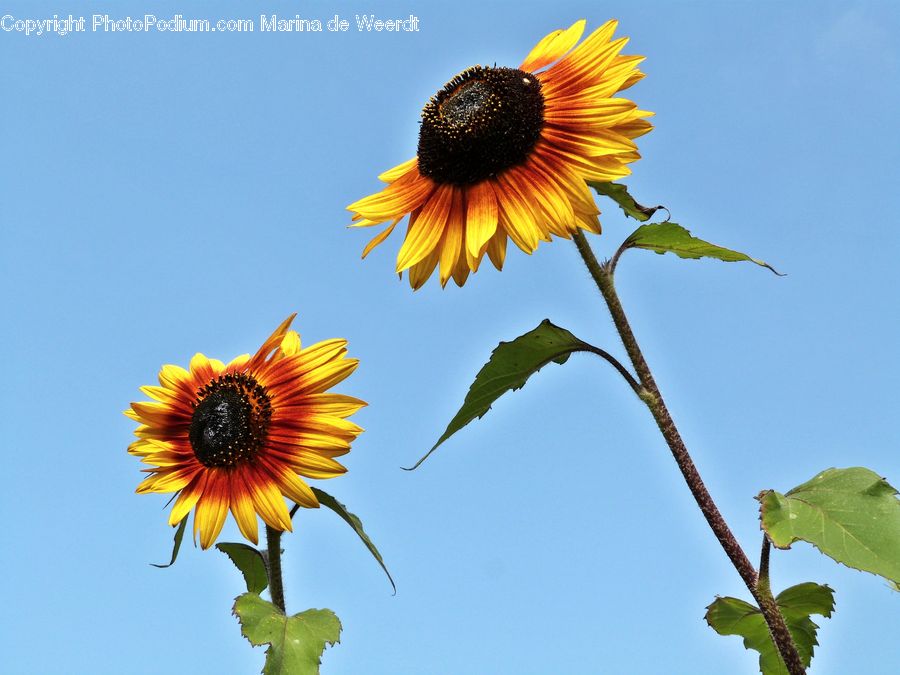Blossom, Flora, Flower, Plant, Sunflower, Daisies, Daisy