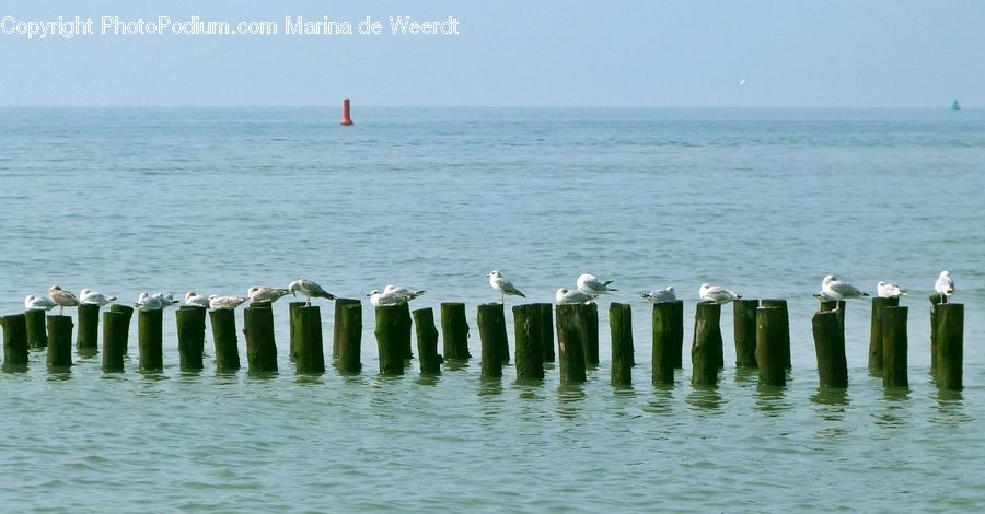 Coast, Outdoors, Sea, Water, Ocean, Beach, Leisure Activities