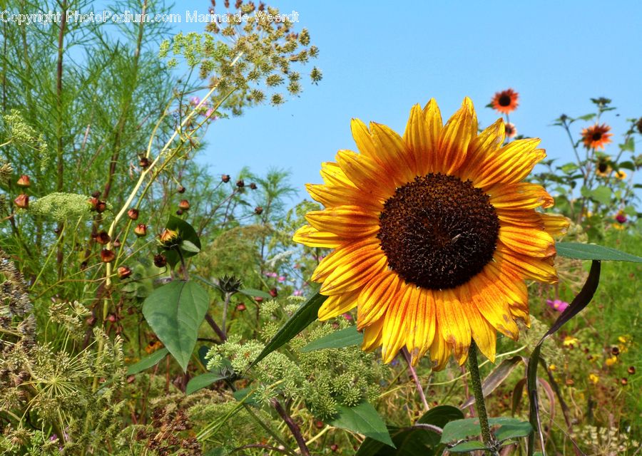 Blossom, Flora, Flower, Plant, Sunflower, Apiaceae, Conifer