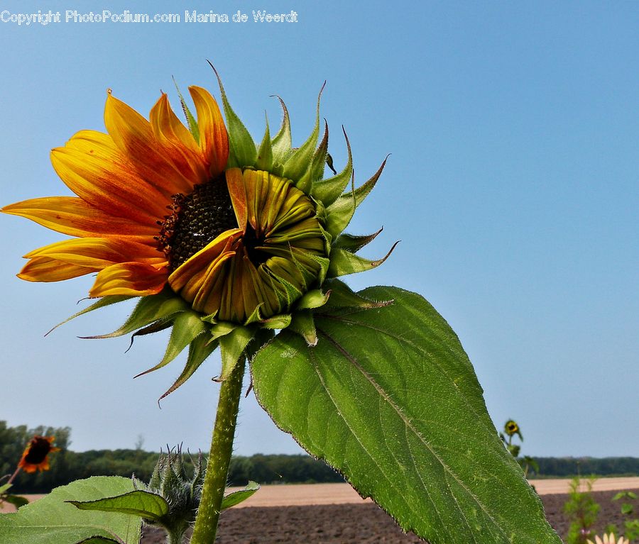 Blossom, Flora, Flower, Plant, Sunflower, Aloe, Fern