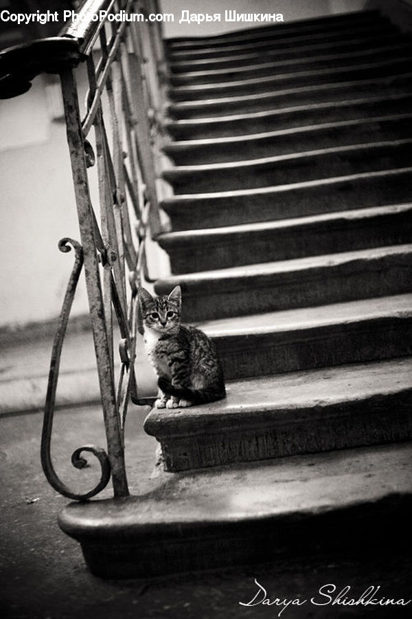Animal, Cat, Kitten, Mammal, Pet, Chair, Furniture