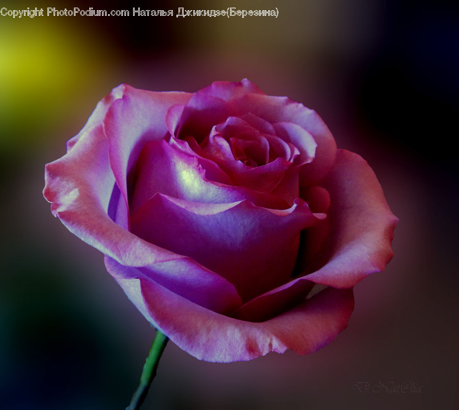 Blossom, Flower, Plant, Rose, Flora, Petal, Carnation
