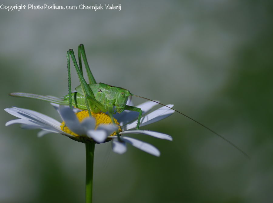Cricket Insect, Grasshopper, Insect, Invertebrate, Daisies, Daisy, Flower