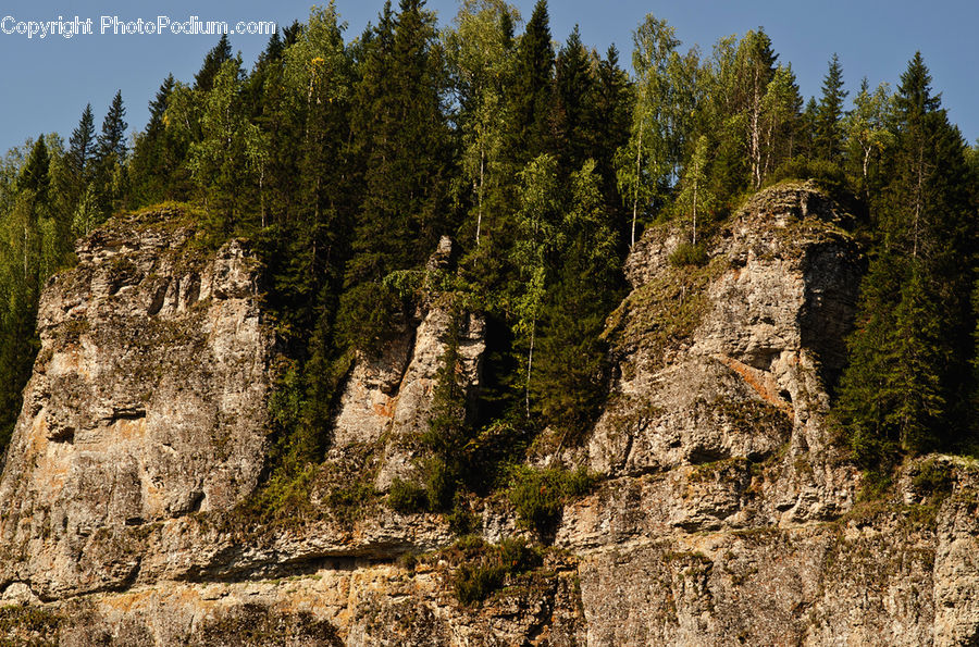 Conifer, Fir, Plant, Tree, Cliff, Outdoors, Ruins