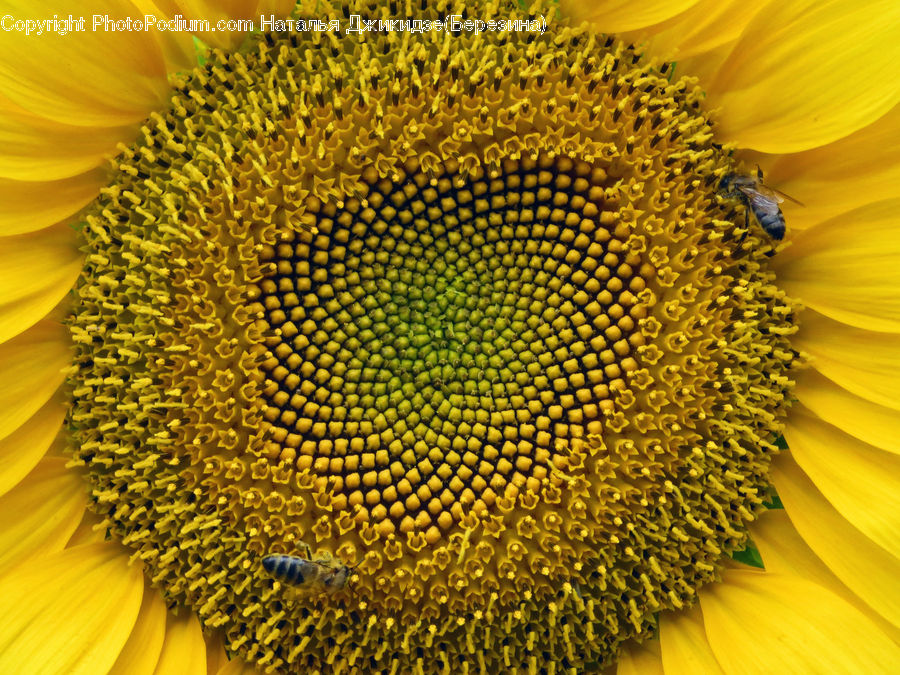 Blossom, Flora, Flower, Plant, Sunflower, Pollen, Daisies