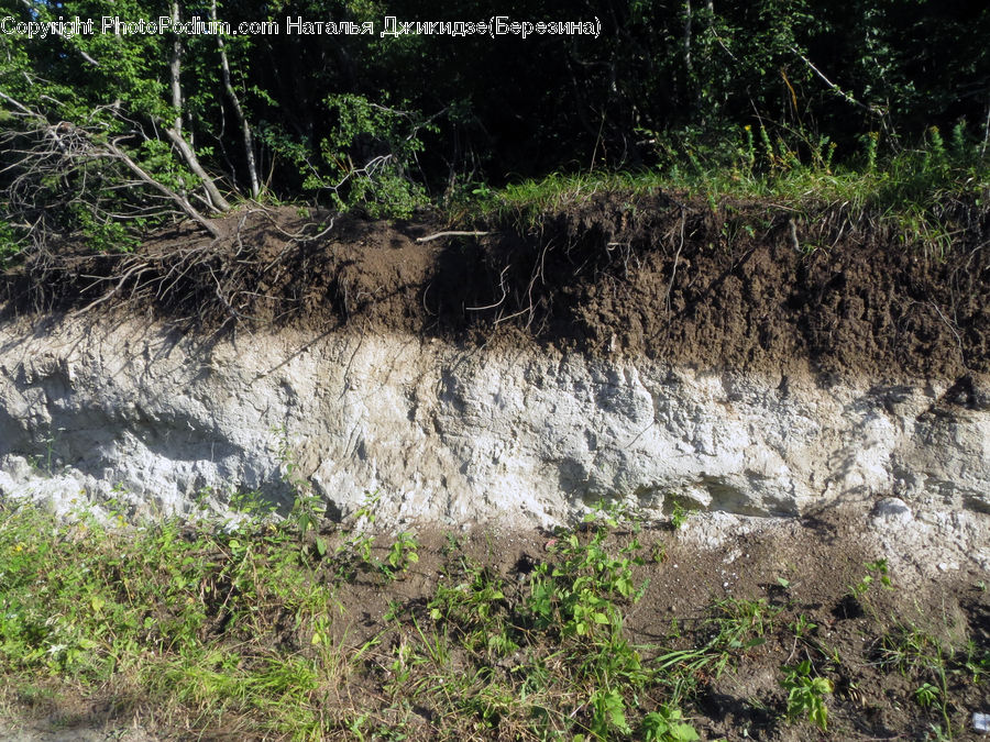 Soil, Bush, Plant, Vegetation, Forest, Jungle, Creek
