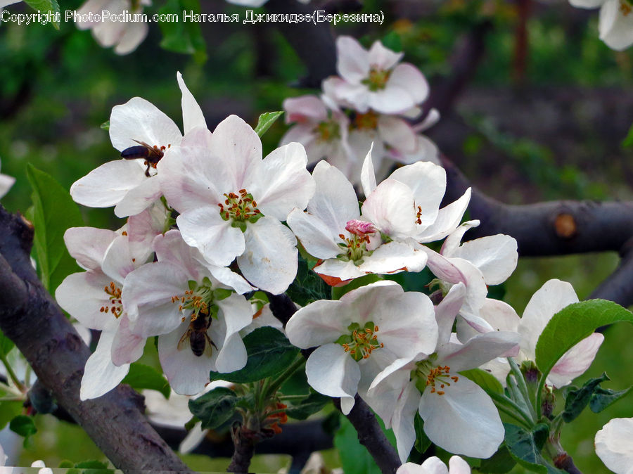 Blossom, Flora, Flower, Plant, Potted Plant, Cherry Blossom, Vine