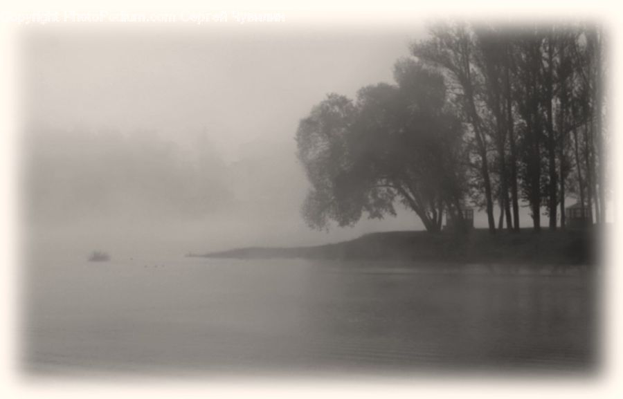 Fog, Plant, Tree