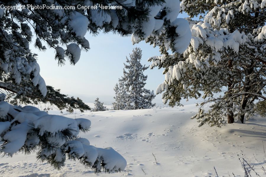 Ice, Outdoors, Snow, Conifer, Fir, Plant, Tree