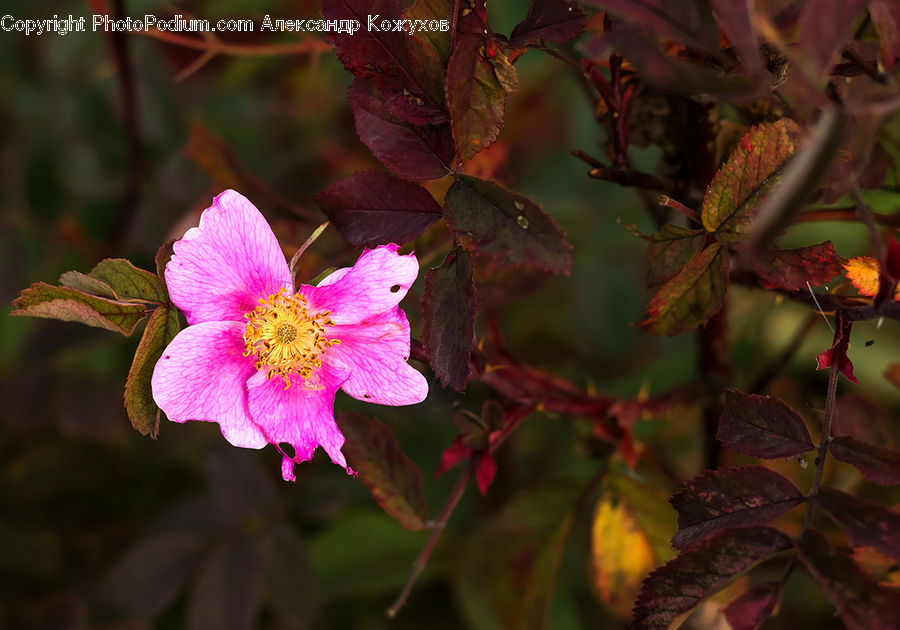 Maple, Maple Leaf, Plant, Blossom, Flora, Flower, Cherry Blossom