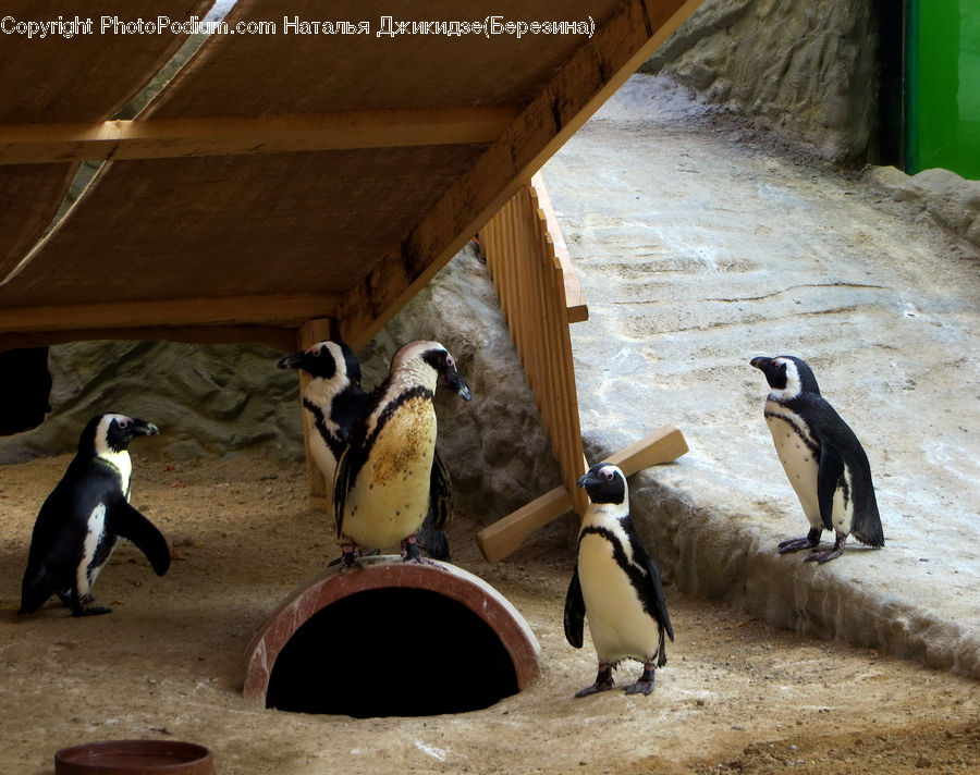 Bird, Penguin, Animal, Zoo, Arctic, Ice, Outdoors