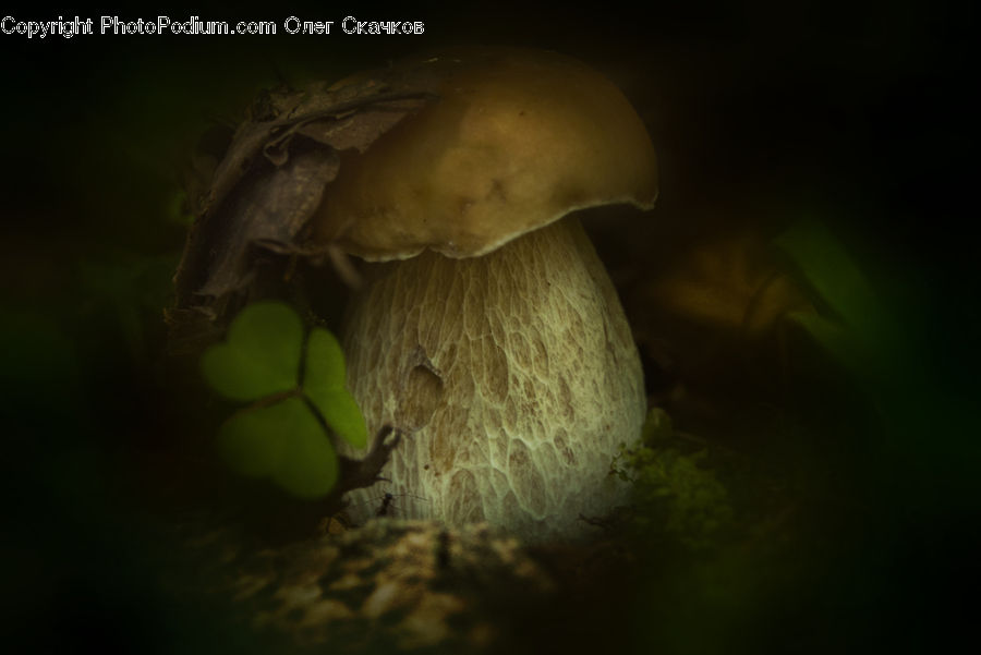 Agaric, Amanita, Fungus, Mushroom, Plant