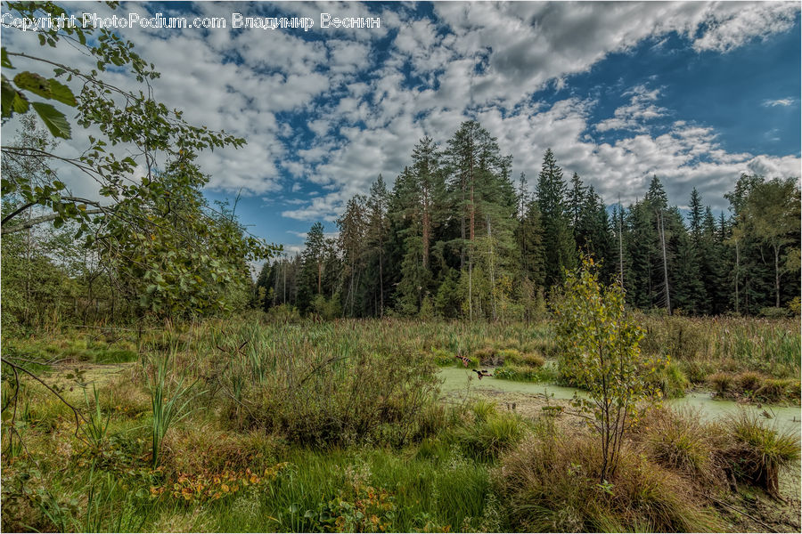 Field, Grass, Grassland, Land, Outdoors, Wilderness, Plant