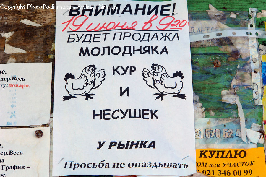 Brochure, Flyer, Poster, Collage, Sport, Swimming, Water