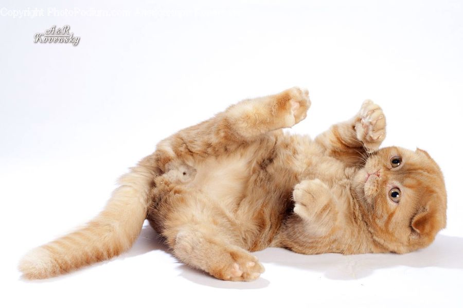 Animal, Canine, Dog, Golden Retriever, Mammal, Pet, Toy