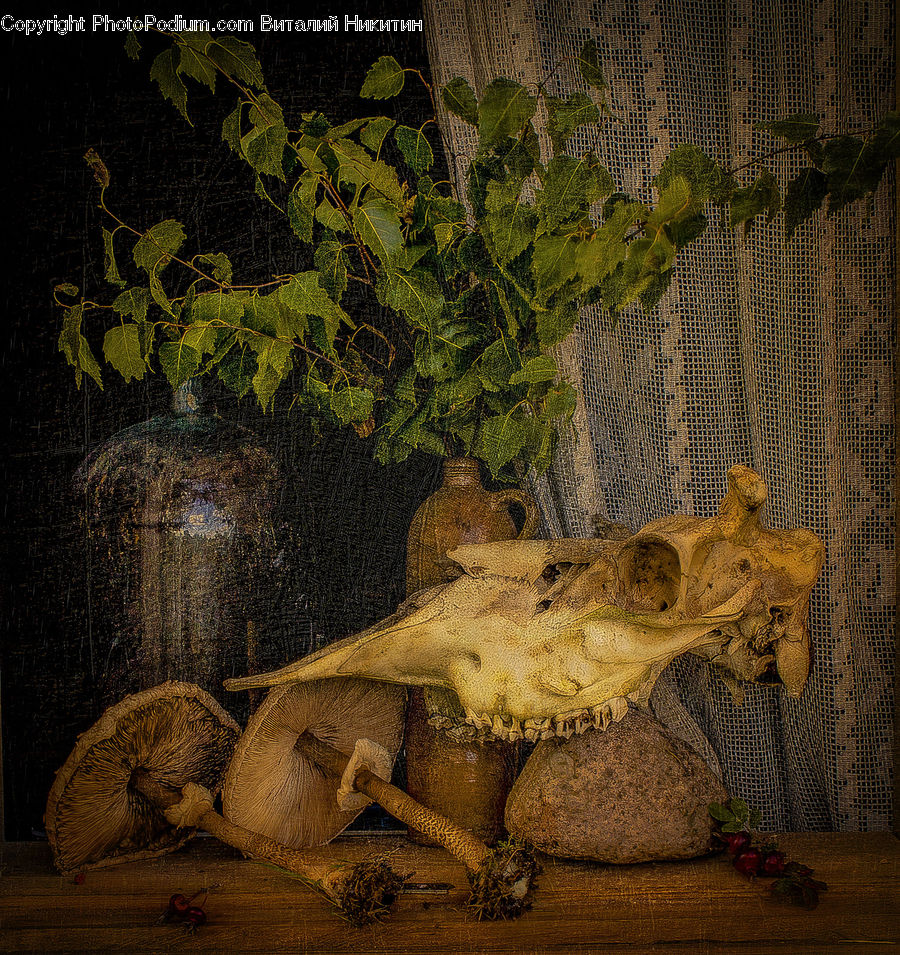 Alligator, Crocodile, Reptile, Animal, Elephant, Mammal, Canine