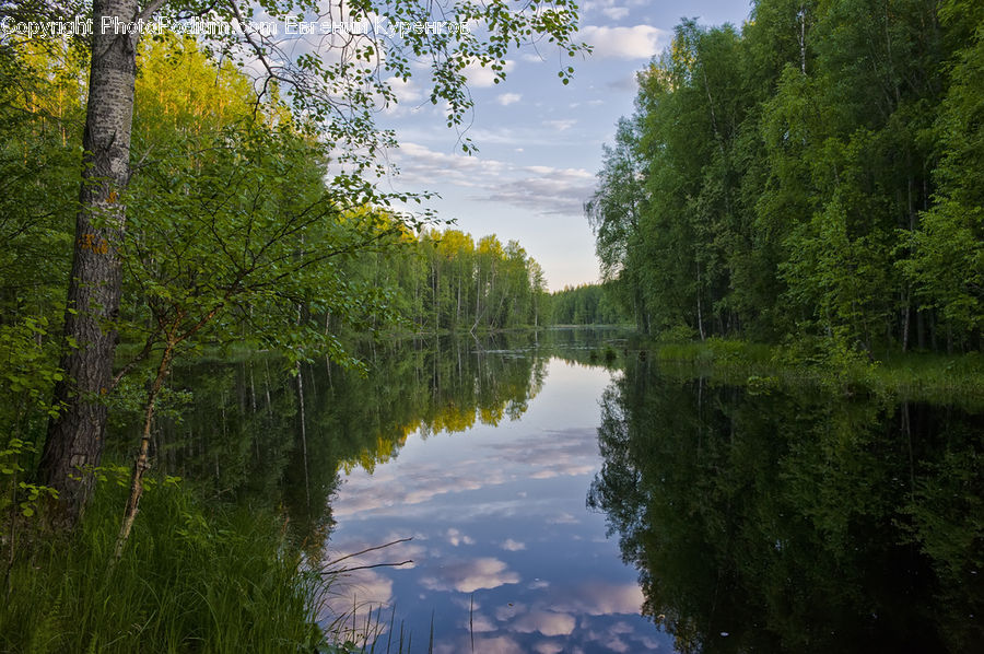 Canal, Outdoors, River, Water, Oak, Tree, Wood
