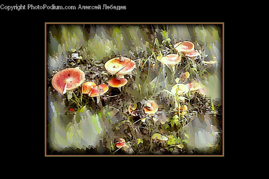 Ivy, Plant, Vine, Agaric, Amanita, Fungus, Mushroom