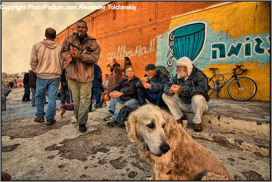 Human, People, Person, Animal, Canine, Dog, Golden Retriever