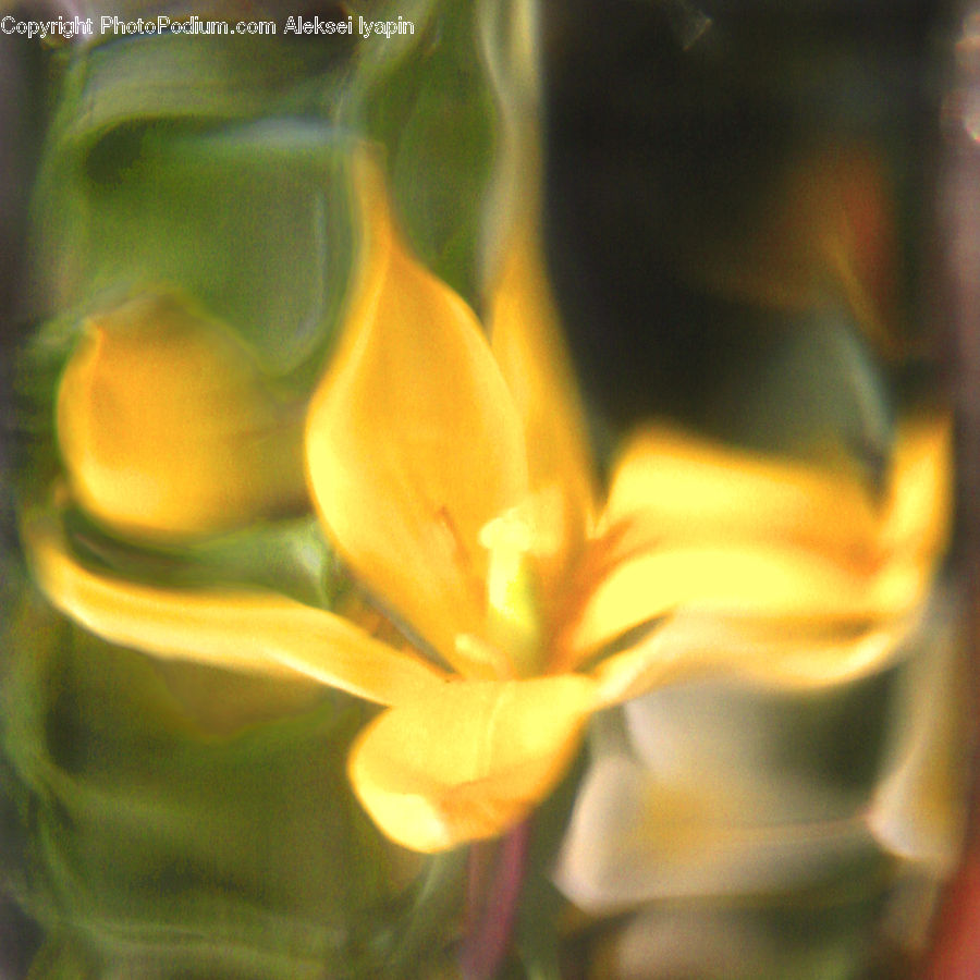 Flora, Flower, Gladiolus, Plant, Blossom, Lily, Crocus