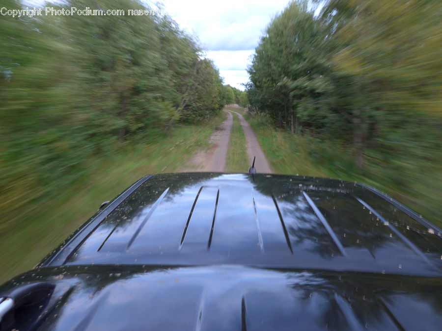 Dirt Road, Gravel, Road, Roof Rack, Conifer, Fir, Plant