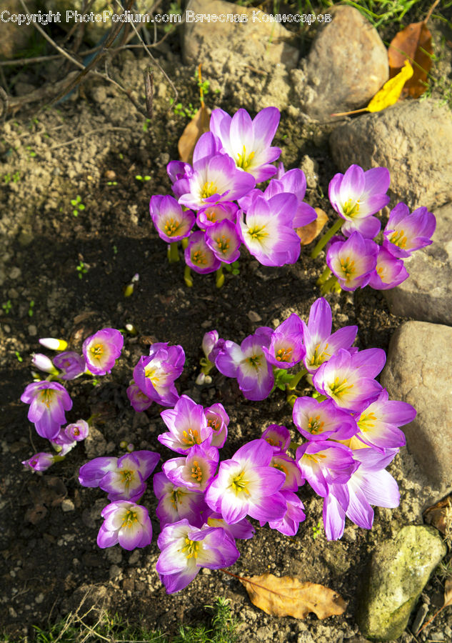 Blossom, Crocus, Flora, Flower, Plant, Geranium, Violet