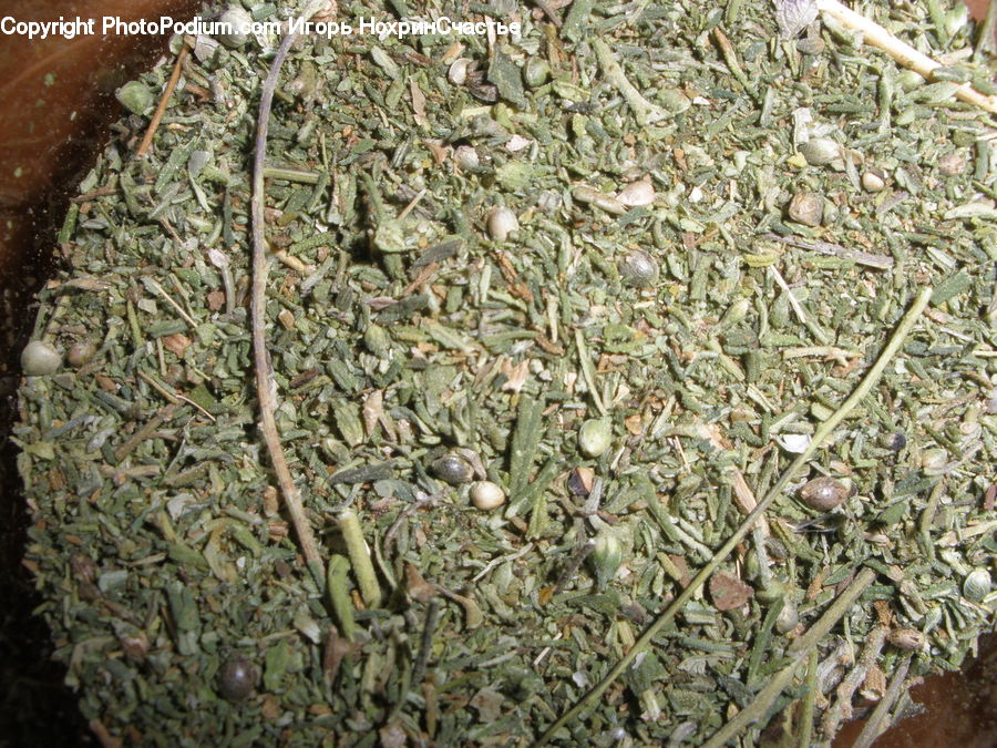 Dill, Plant, Bean Sprout, Food, Sprout, Field, Grass