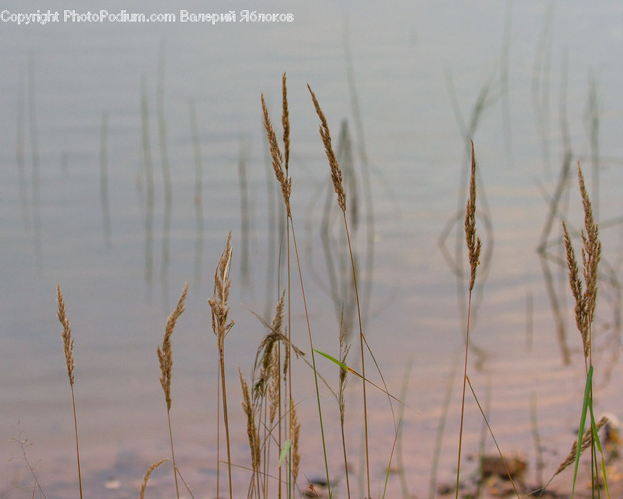 Field, Grass, Grassland, Plant, Insect, Invertebrate, Mantis