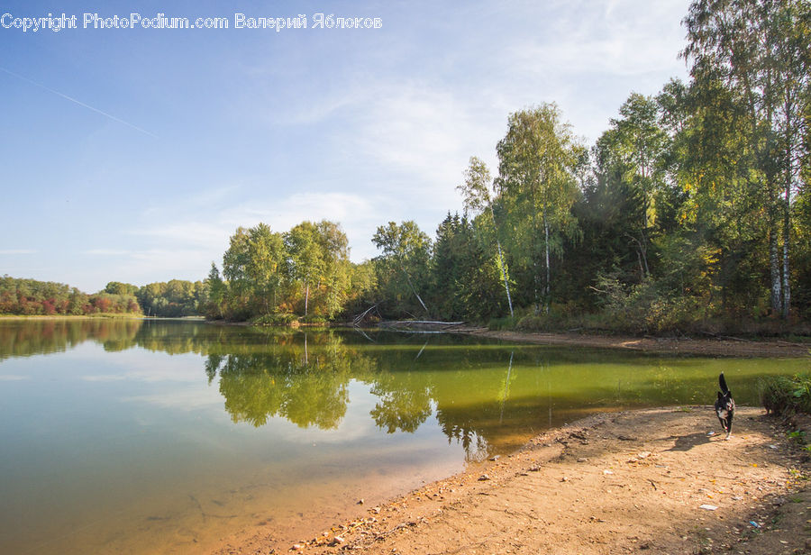 Outdoors, Pond, Water, Forest, Jungle, Rainforest, Vegetation