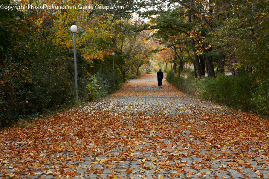 Path, Road, Walkway, Dirt Road, Gravel, Pole, Plant