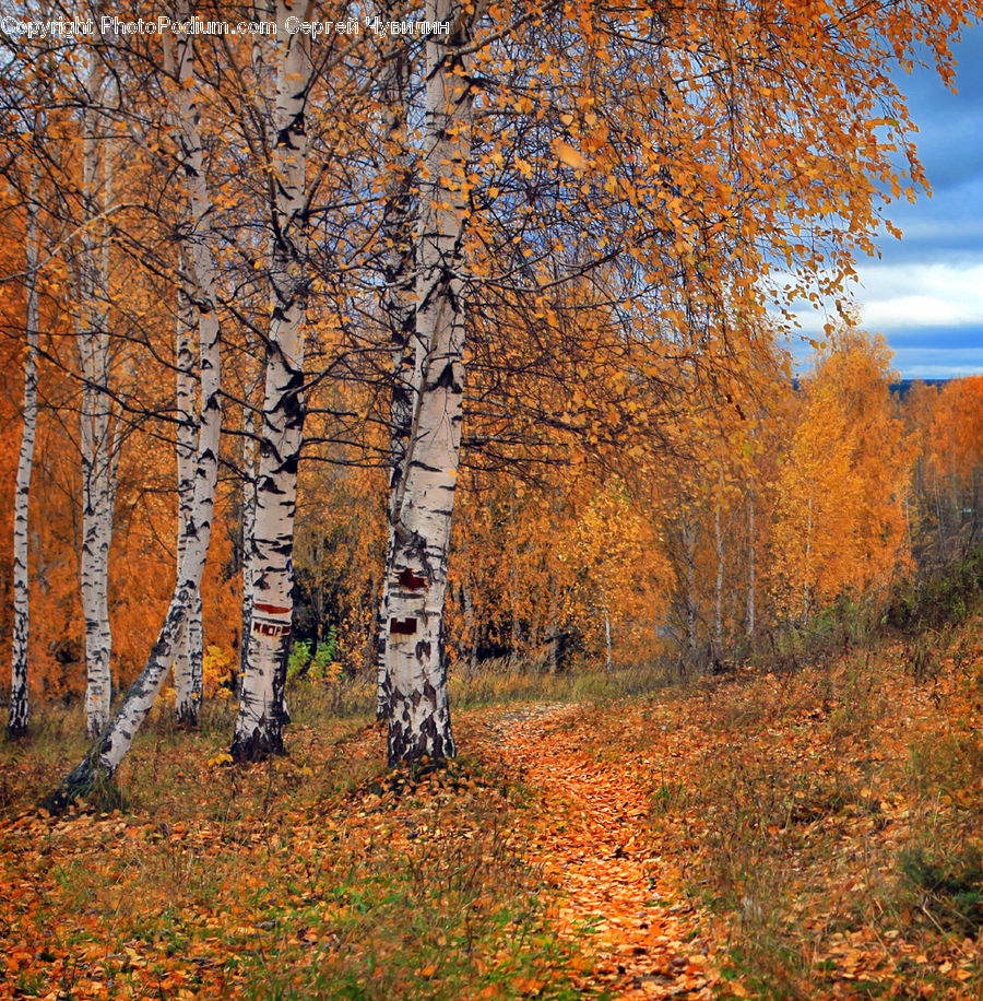 Birch, Tree, Wood