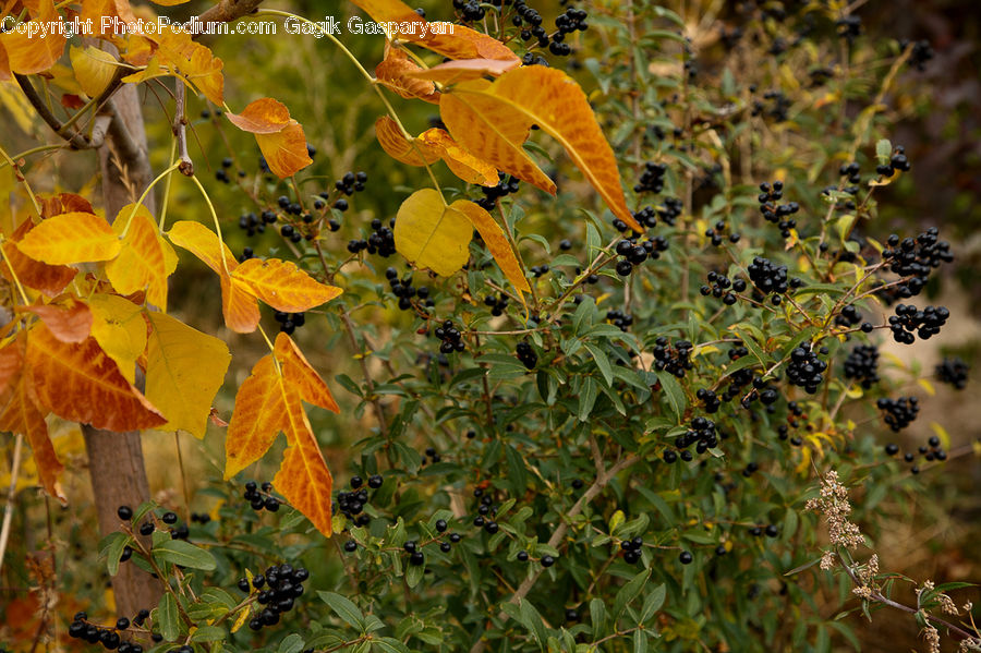 Plant, Vine, Blossom, Flora, Flower, Blueberry, Fruit