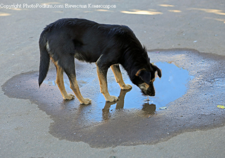 Animal, Canine, Dog, Labrador Retriever, Mammal, Pet, German Shepherd