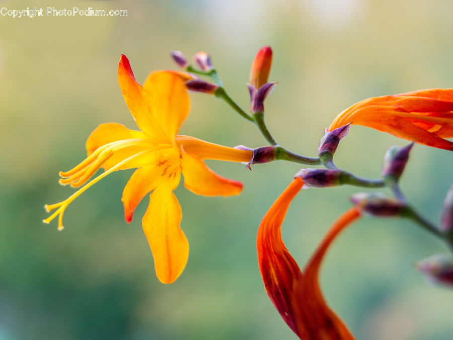 Flora, Flower, Lily, Plant, Gladiolus, Blossom, Geranium