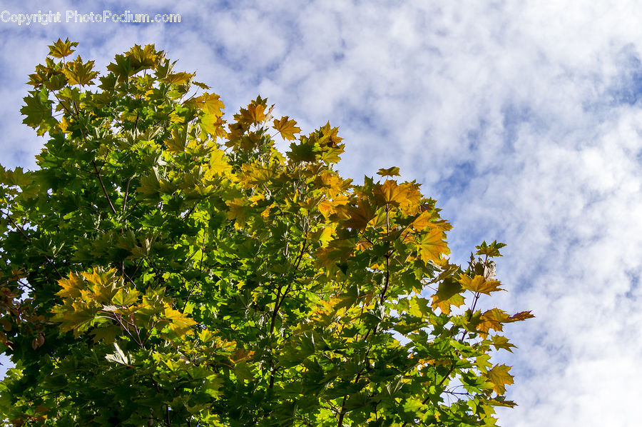 Fruit, Grapes, Oak, Sycamore, Tree, Tree Trunk, Wood