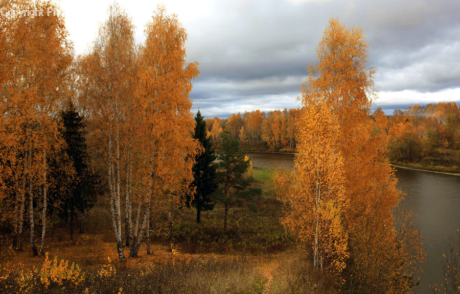 Conifer, Fir, Plant, Tree, Birch, Wood, Field