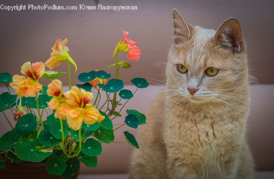 Flower Arrangement, Ikebana, Plant, Potted Plant, Vase, Abyssinian, Animal