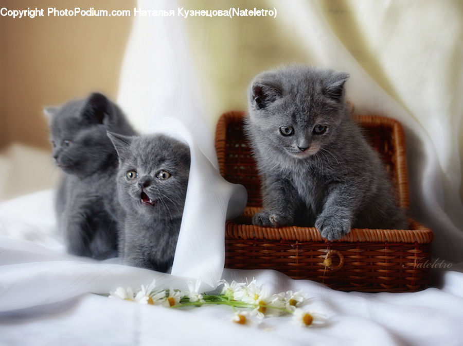 Animal, Cat, Kitten, Mammal, Pet, Manx, Siamese