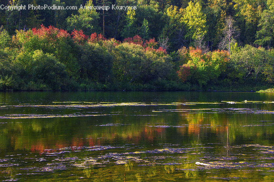 Outdoors, Pond, Water, Forest, Vegetation, Jungle, Rainforest