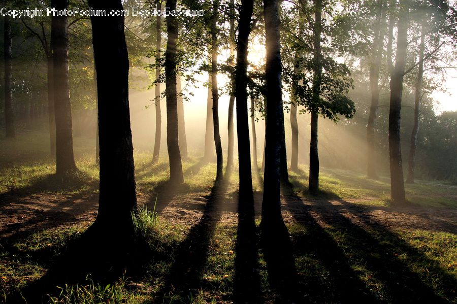 Forest, Vegetation, Plant, Tree, Flare, Light, Sunlight