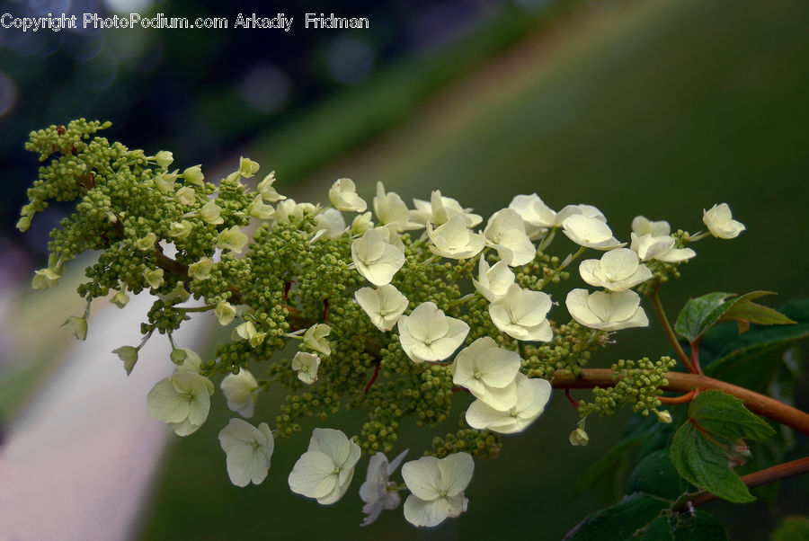 Blossom, Flora, Flower, Plant, Geranium, Broccoli, Produce