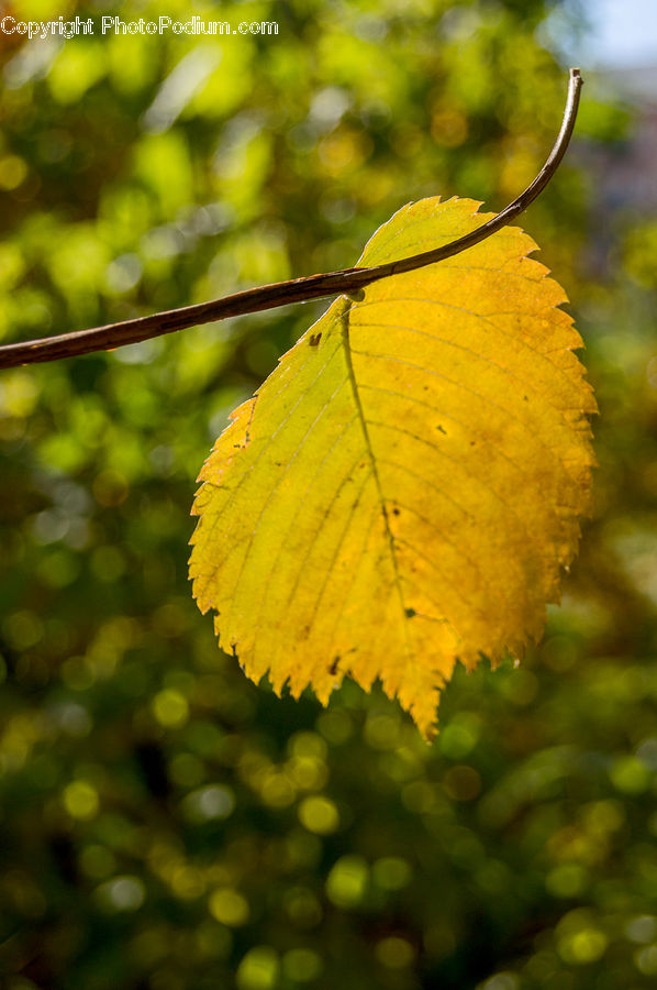 Blossom, Flora, Flower, Plant, Veins, Birch, Tree