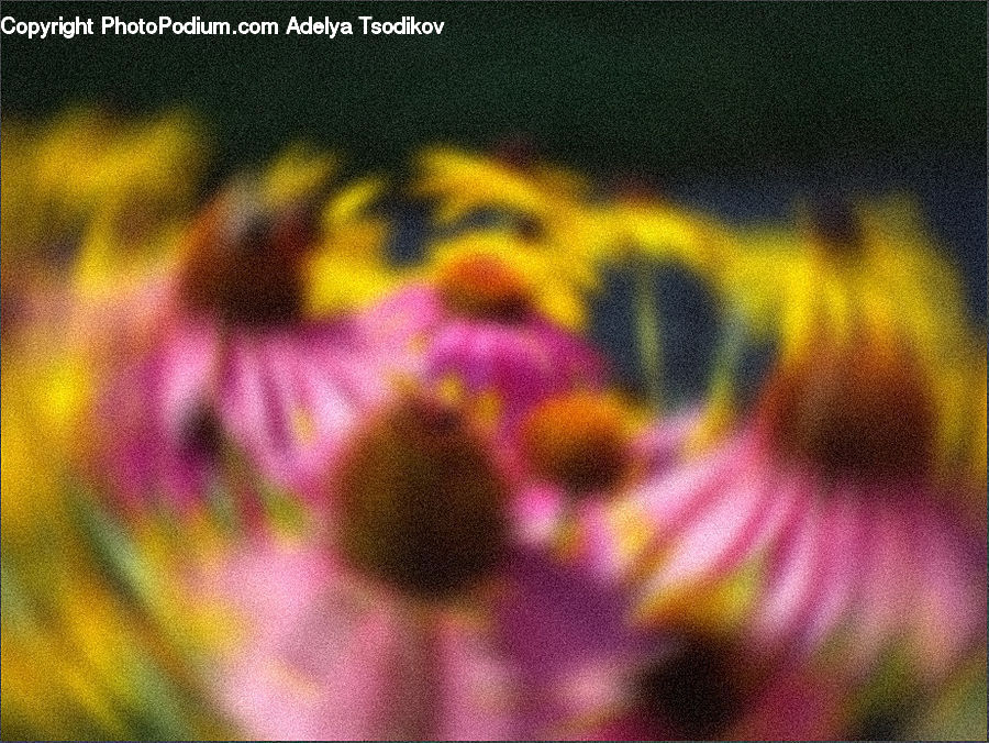 Flora, Pollen, Blossom, Flower, Petal, Plant, Anther