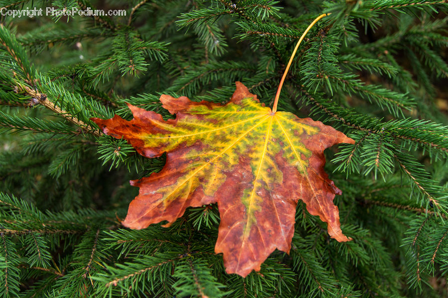 Maple, Maple Leaf, Plant, Conifer, Fir, Tree, Wood